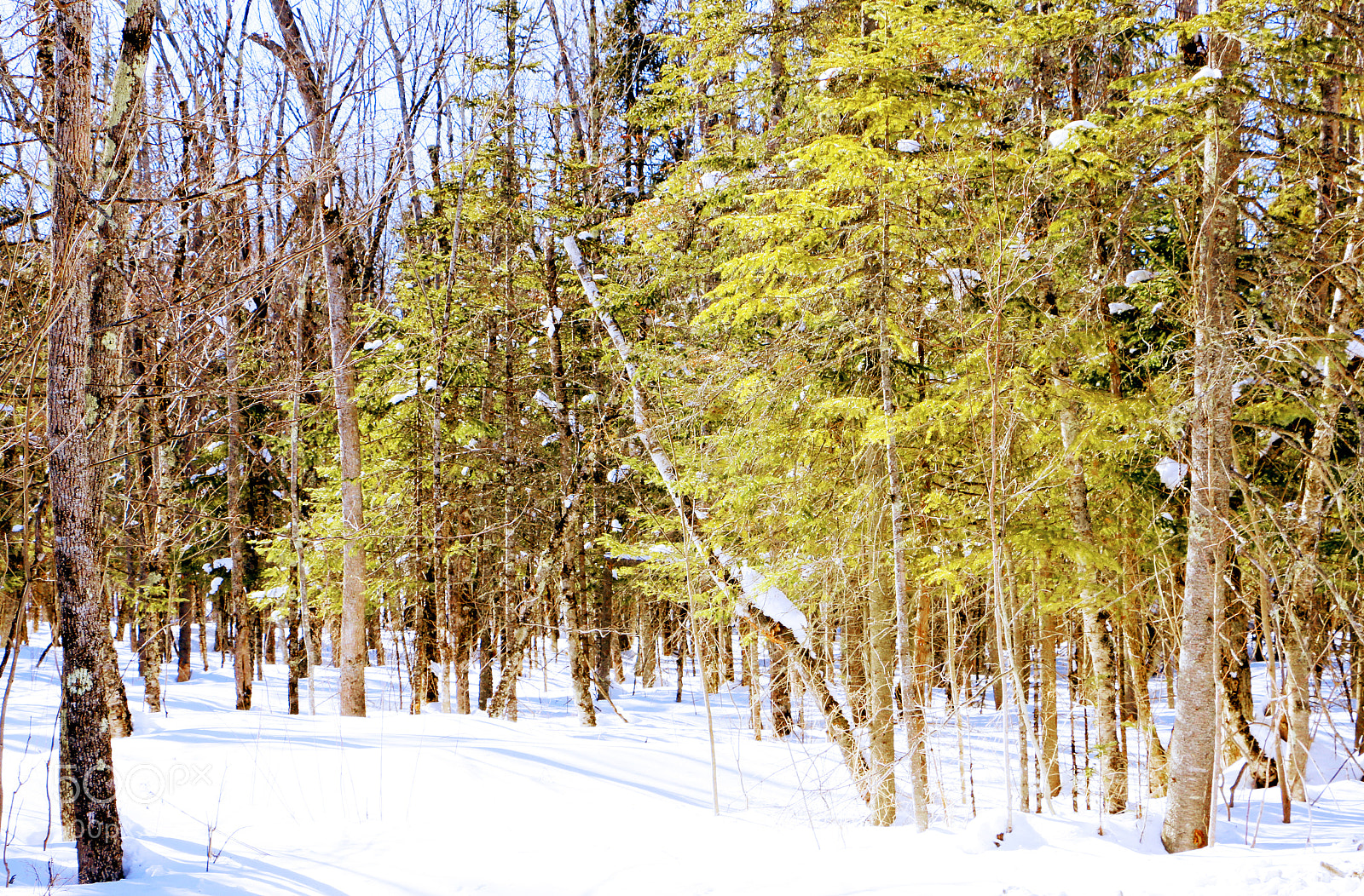 Canon EOS 70D sample photo. Impressionist forest photography