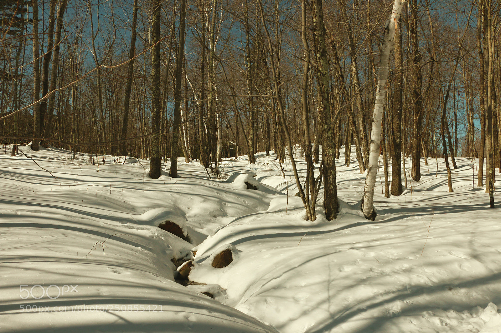 Canon EOS 70D sample photo. Winter wonderland photography