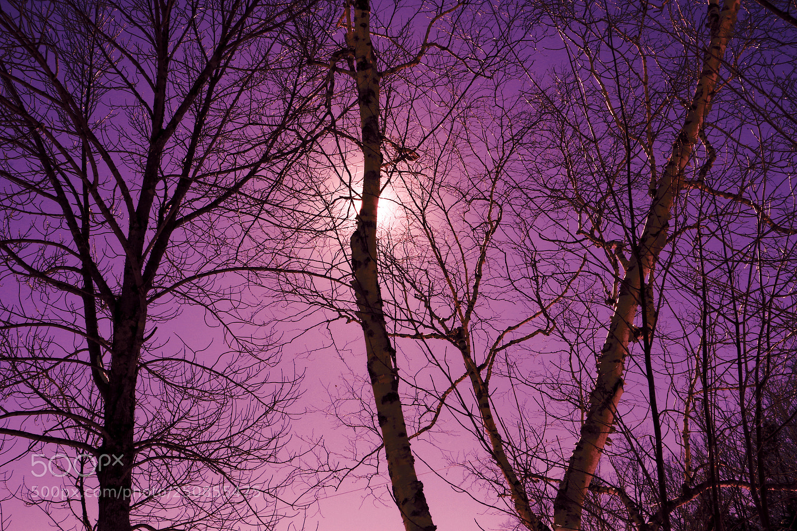 Canon EOS 70D sample photo. Red violet light photography