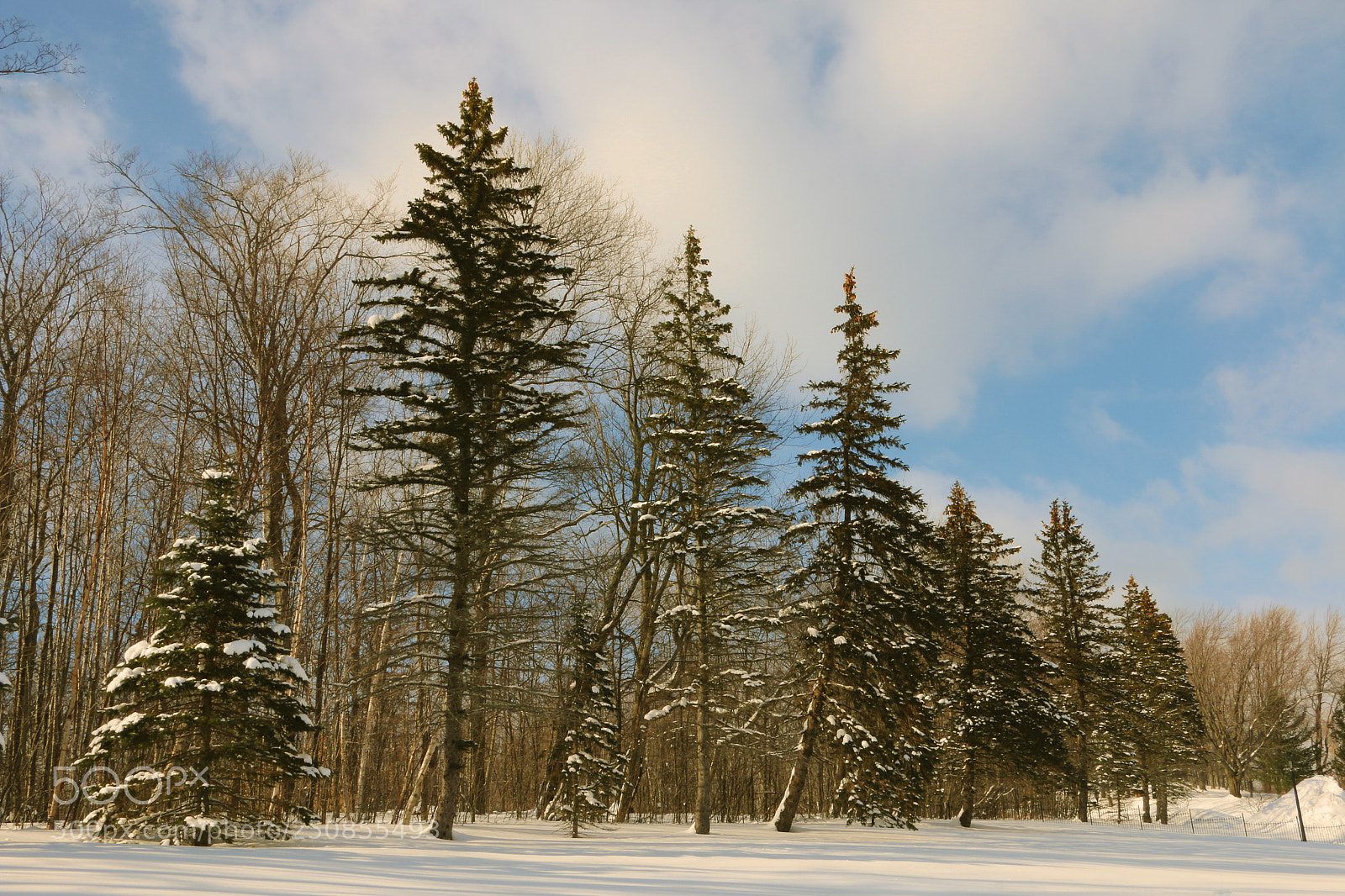 Canon EOS 70D sample photo. Winter sky photography