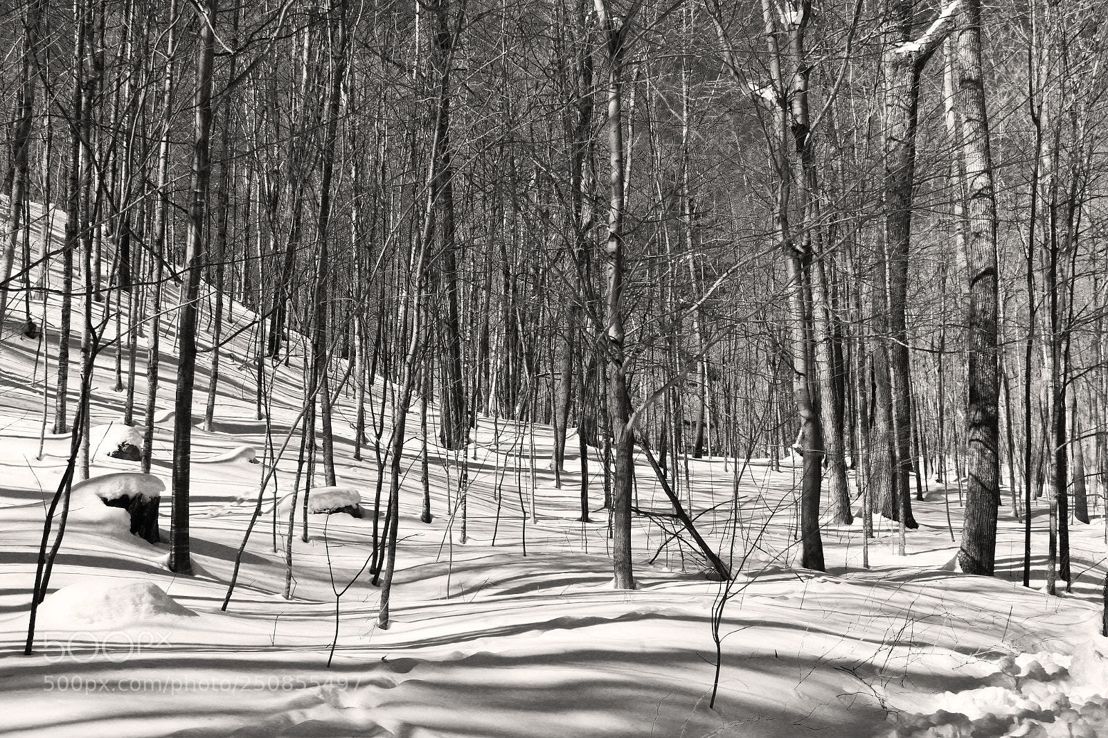 Canon EOS 70D sample photo. Enchanted forest photography