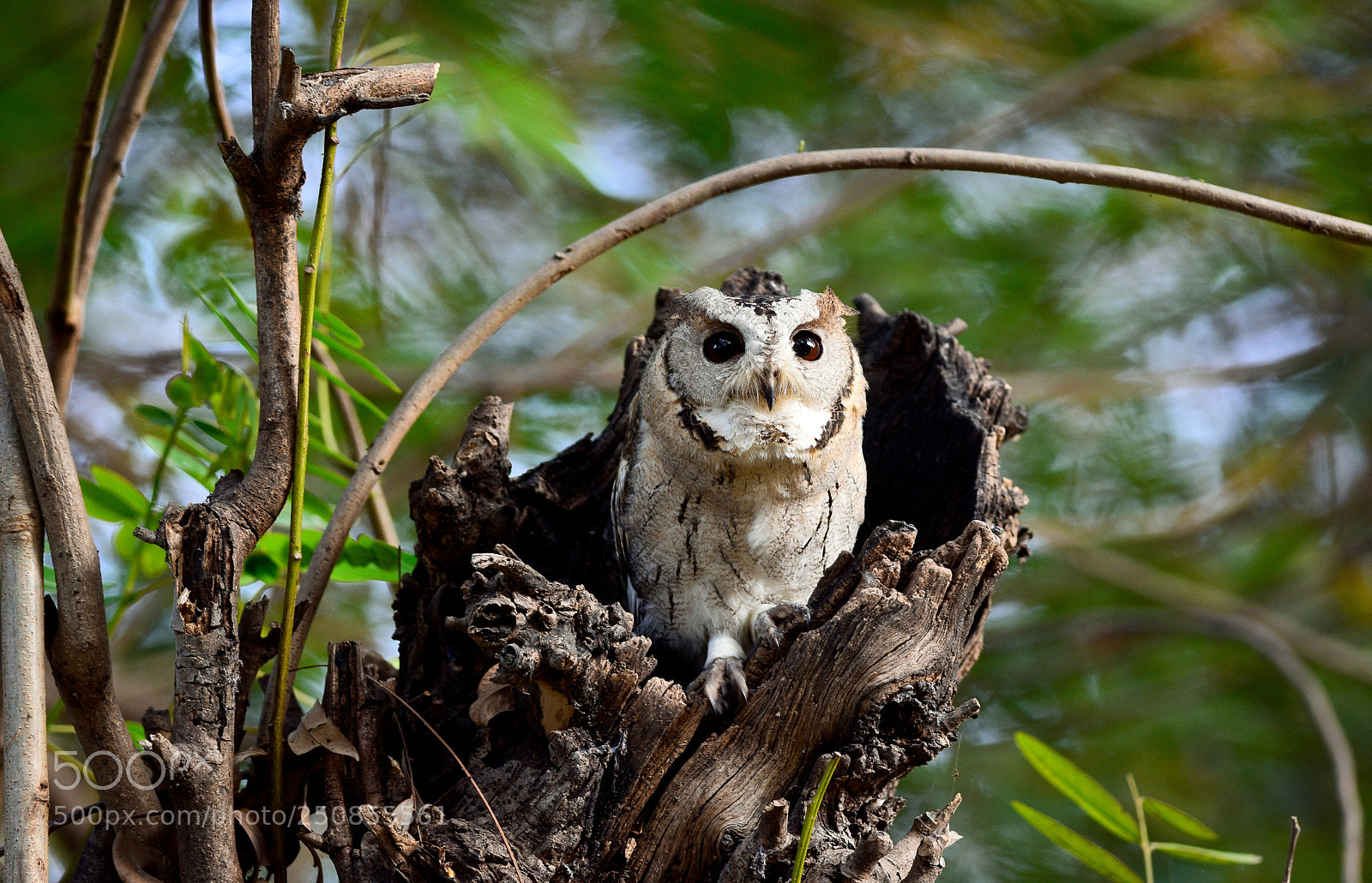 Nikon D7200 sample photo. Scoop owl photography