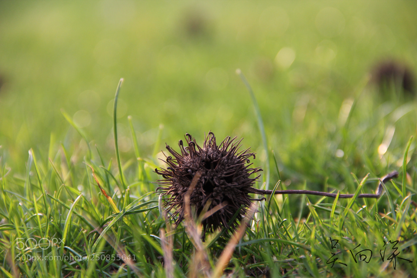 Canon EOS 60D sample photo. 上海中医药大学春景 photography