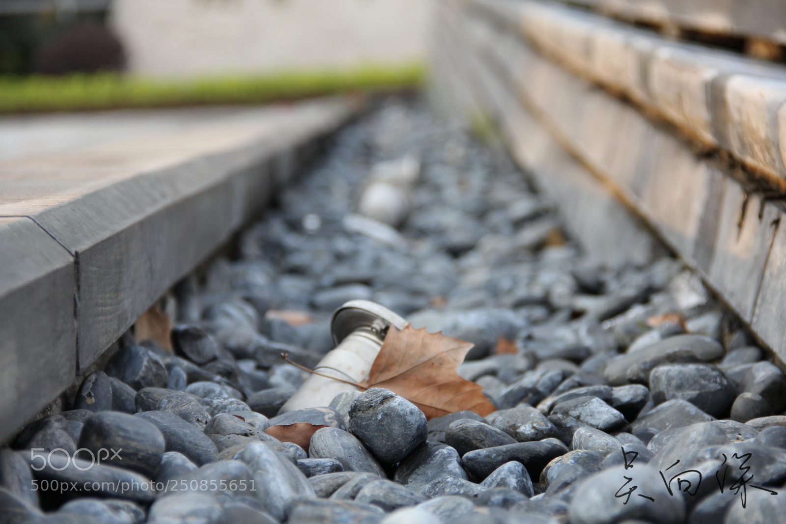 Canon EOS 60D sample photo. 上海中医药大学春景 photography