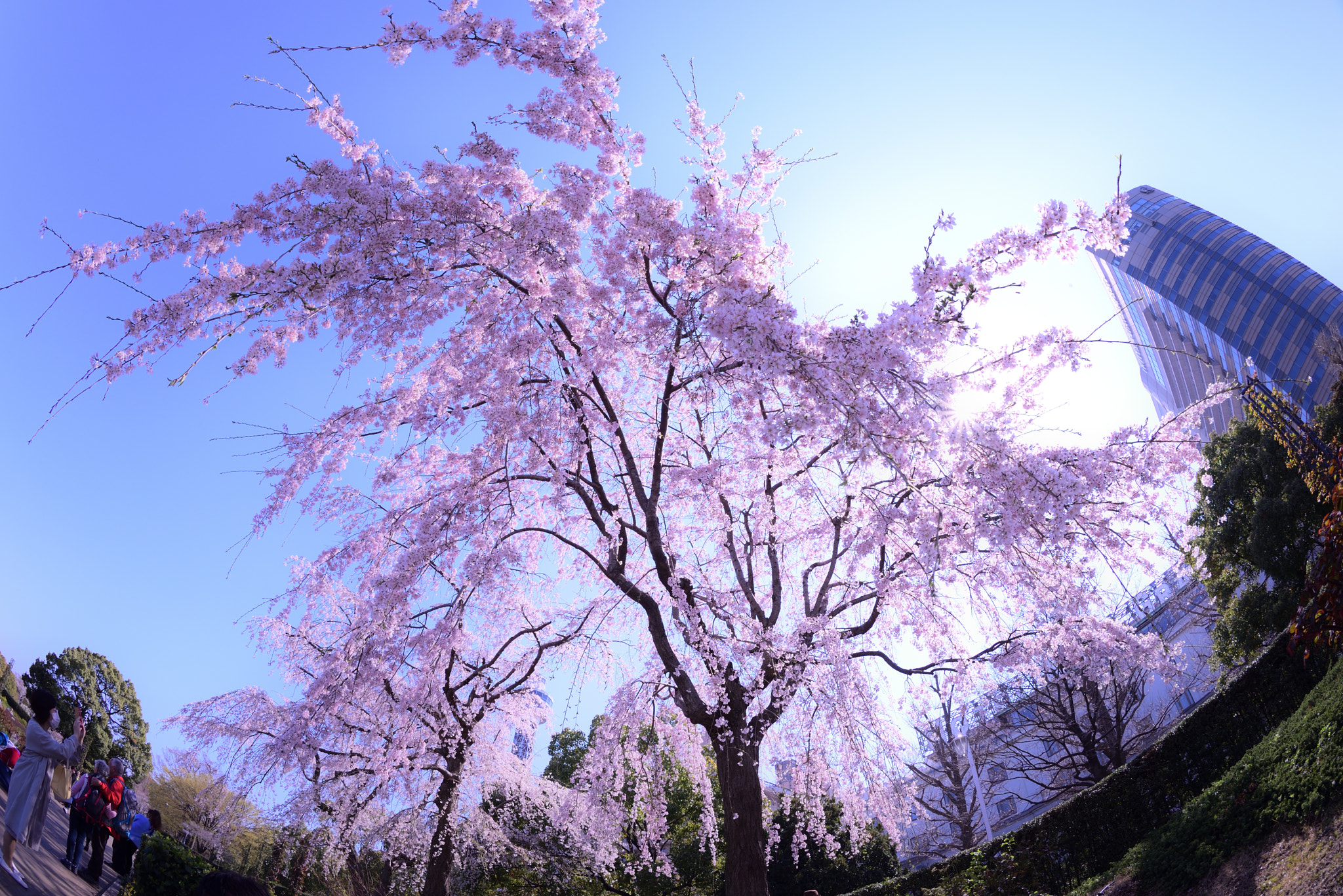 Nikon AF Fisheye-Nikkor 16mm F2.8D sample photo. Sakura photography