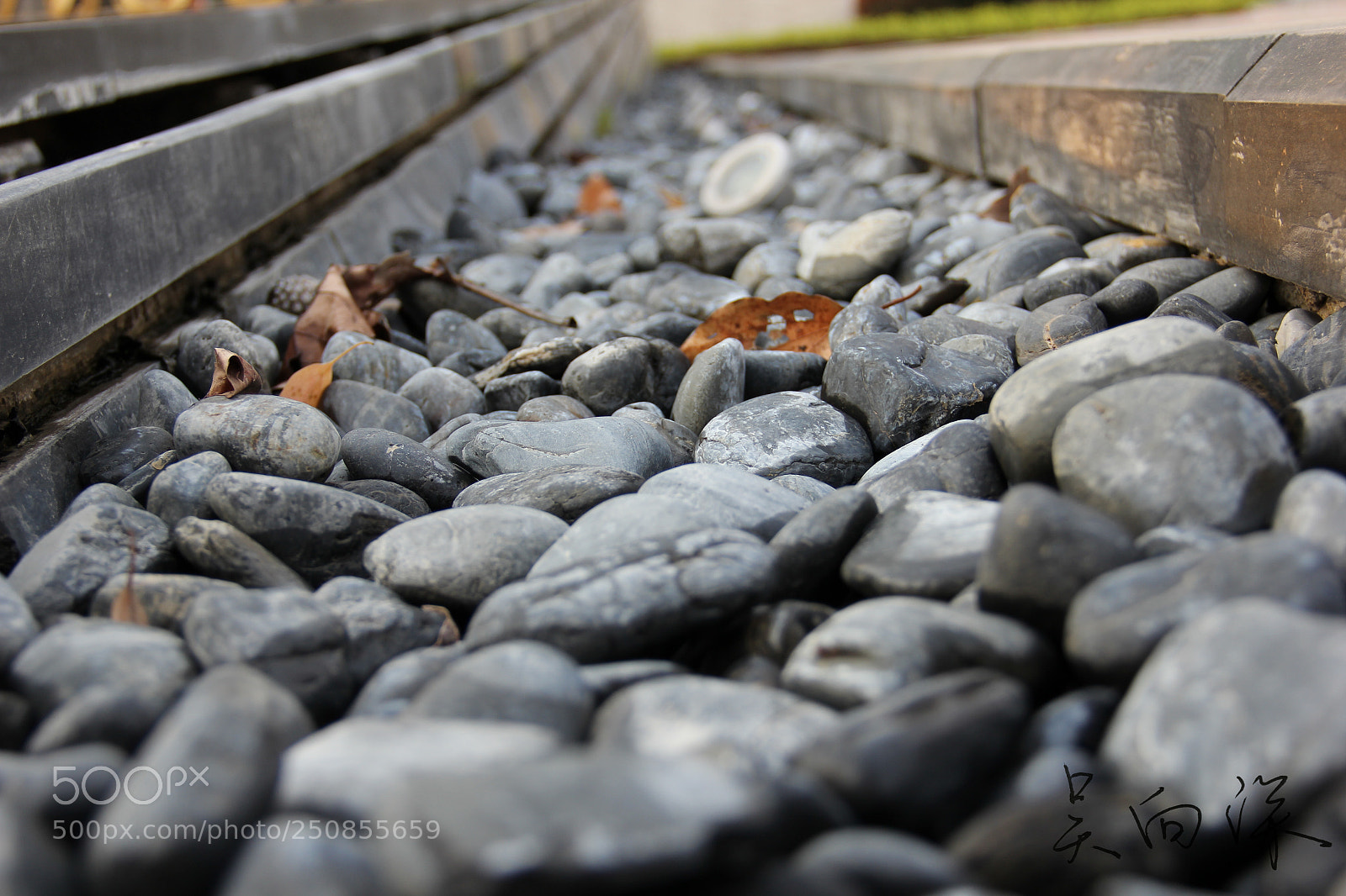 Canon EOS 60D sample photo. 上海中医药大学春景 photography