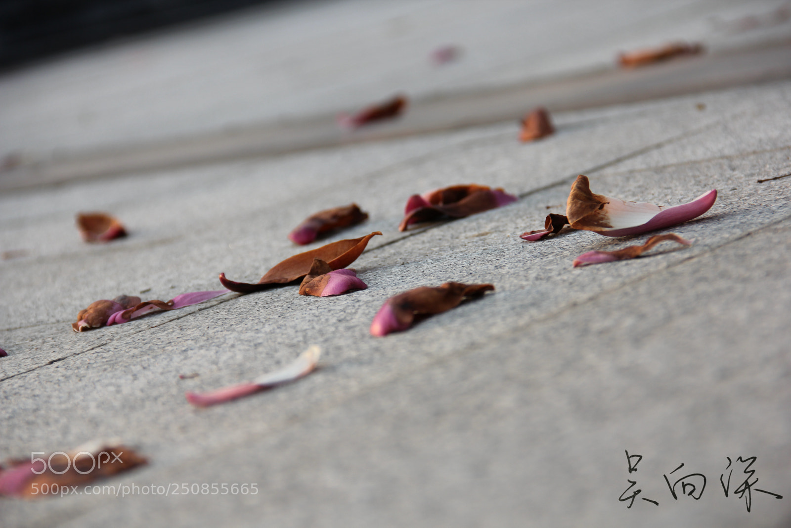 Canon EOS 60D sample photo. 上海中医药大学春景 photography