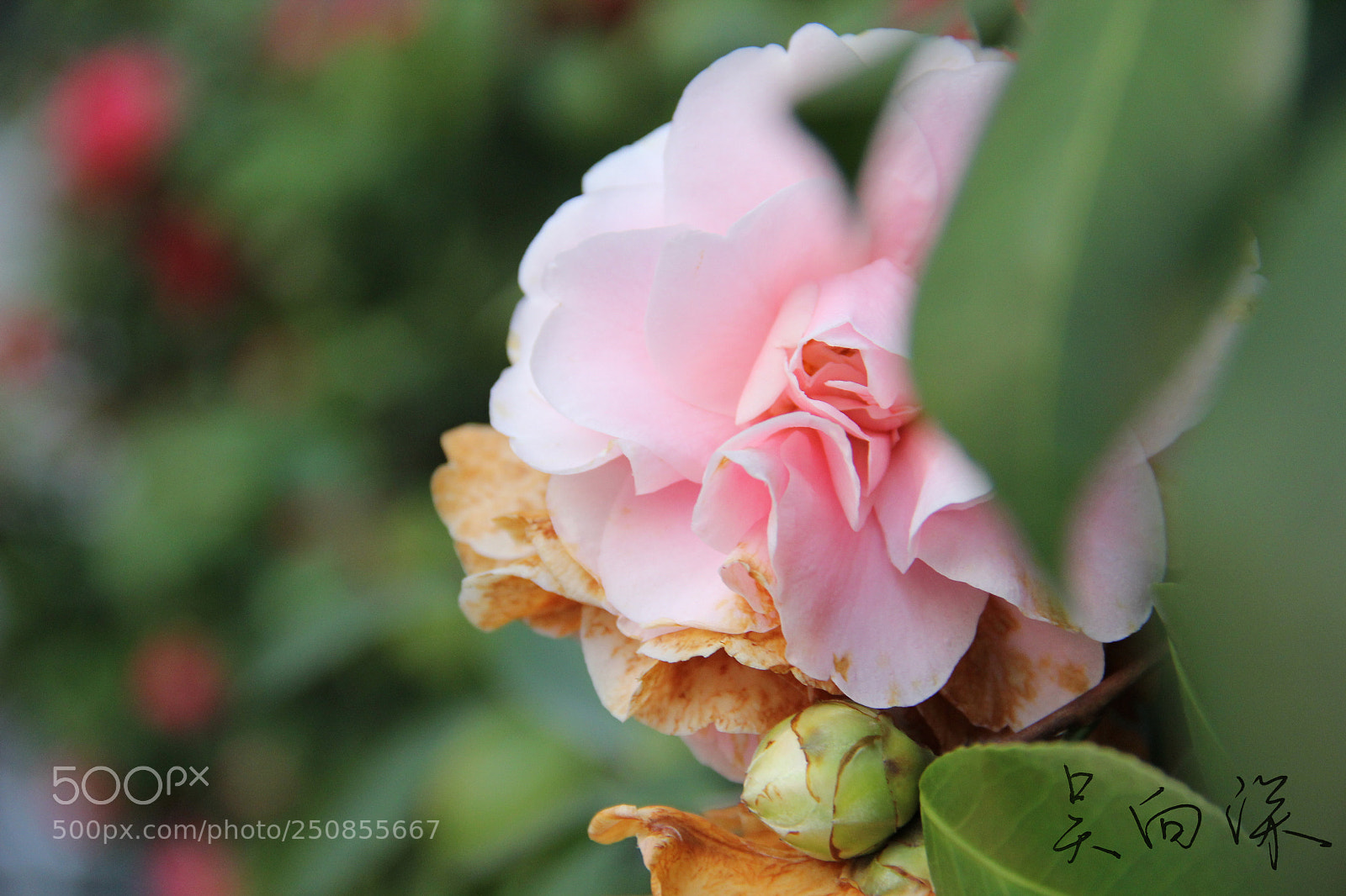 Canon EOS 60D sample photo. 上海中医药大学春景 photography