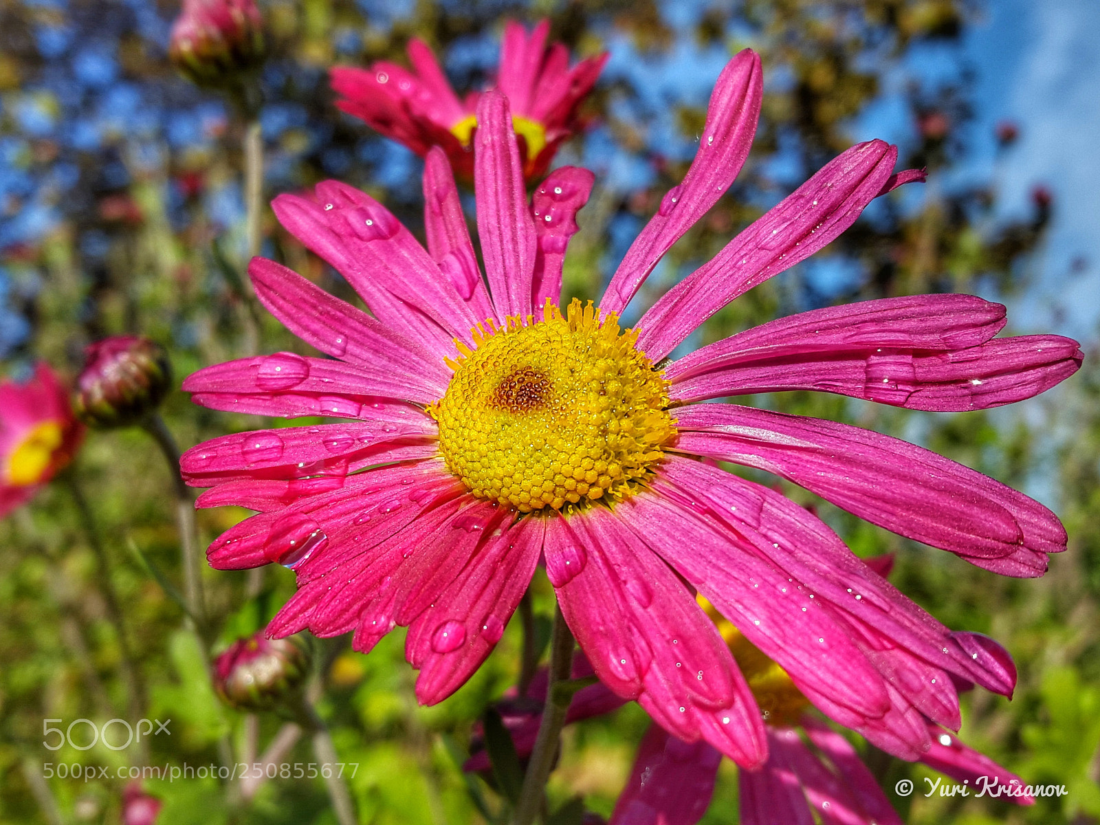 Samsung Galaxy Alpha sample photo. Aster flower after rain photography