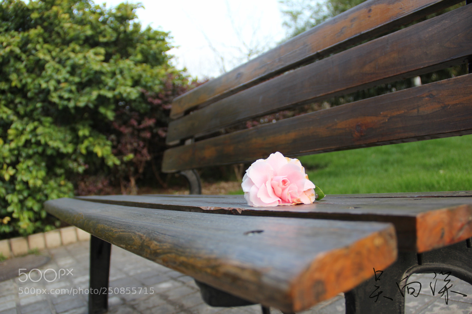 Canon EOS 60D sample photo. 上海中医药大学春景 photography