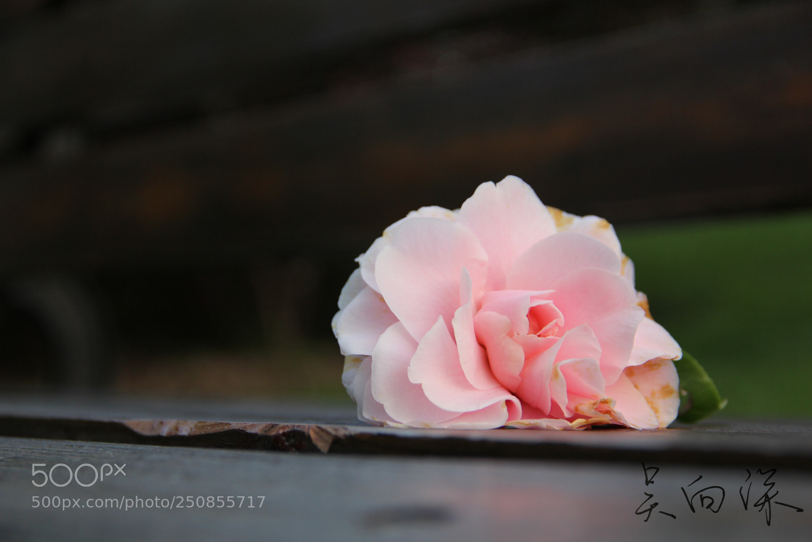 Canon EOS 60D sample photo. 上海中医药大学春景 photography