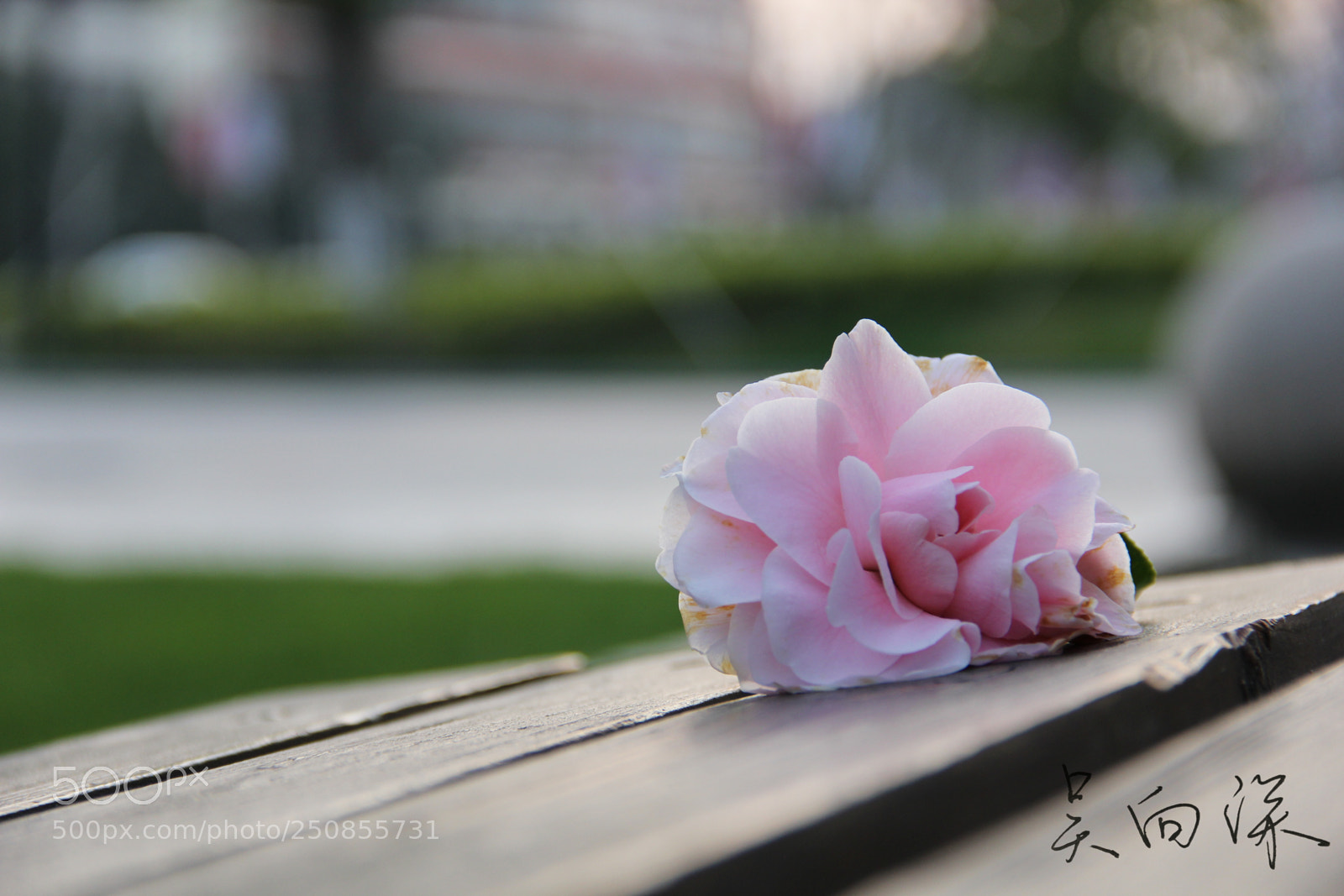 Canon EOS 60D sample photo. 上海中医药大学春景 photography