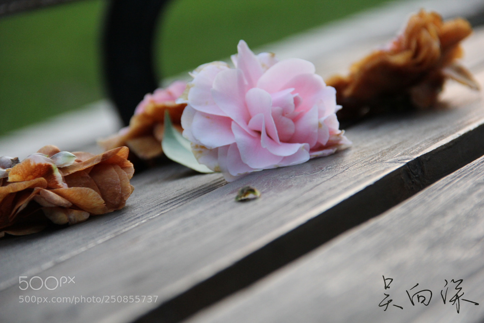 Canon EOS 60D sample photo. 上海中医药大学春景 photography