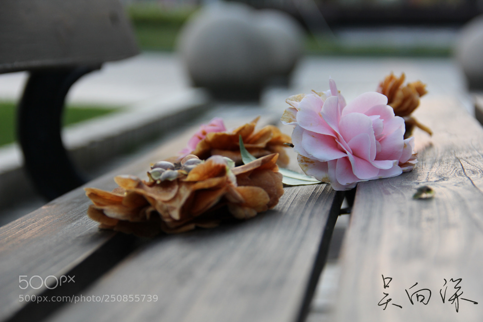 Canon EOS 60D sample photo. 上海中医药大学春景 photography