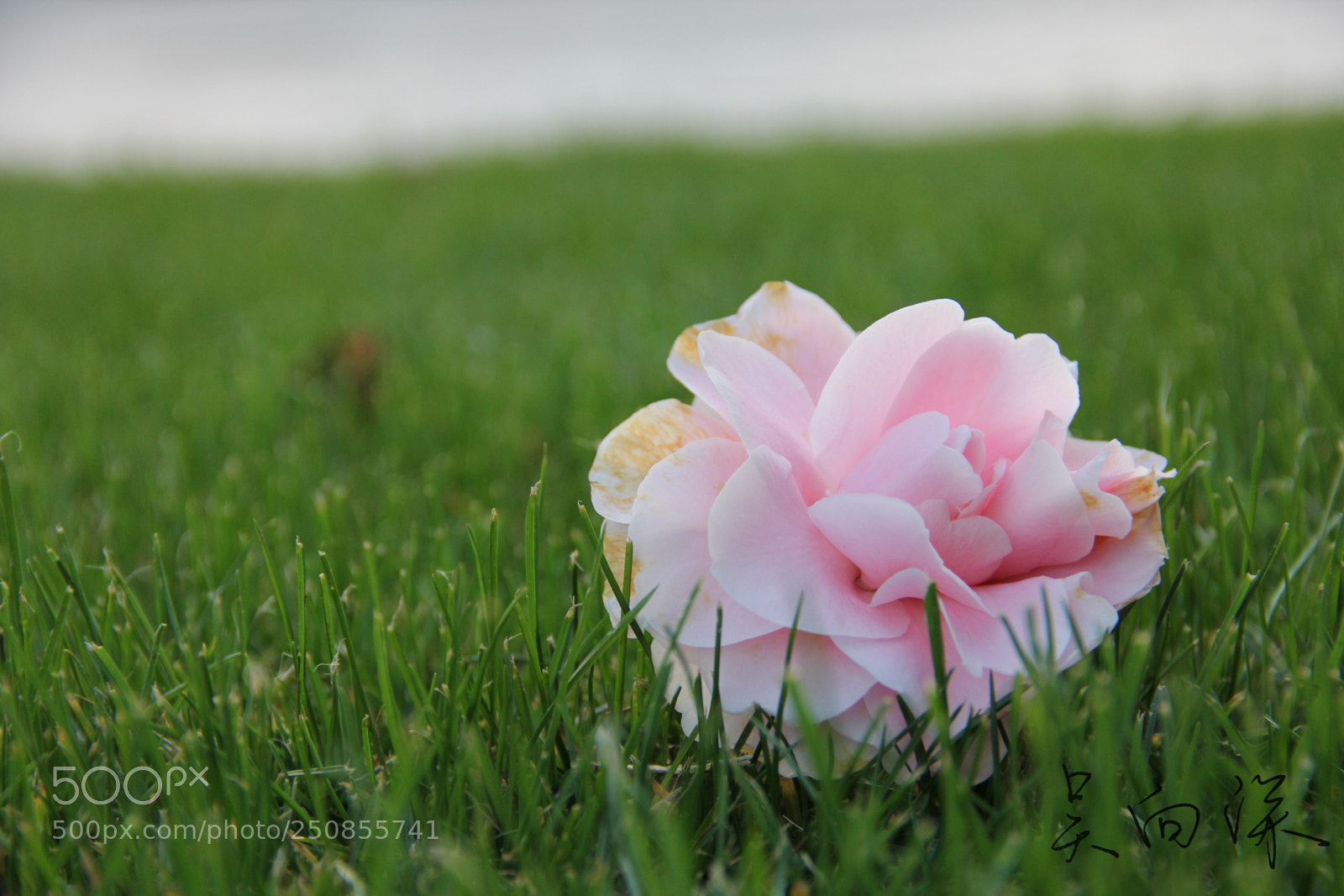 Canon EOS 60D sample photo. 上海中医药大学春景 photography