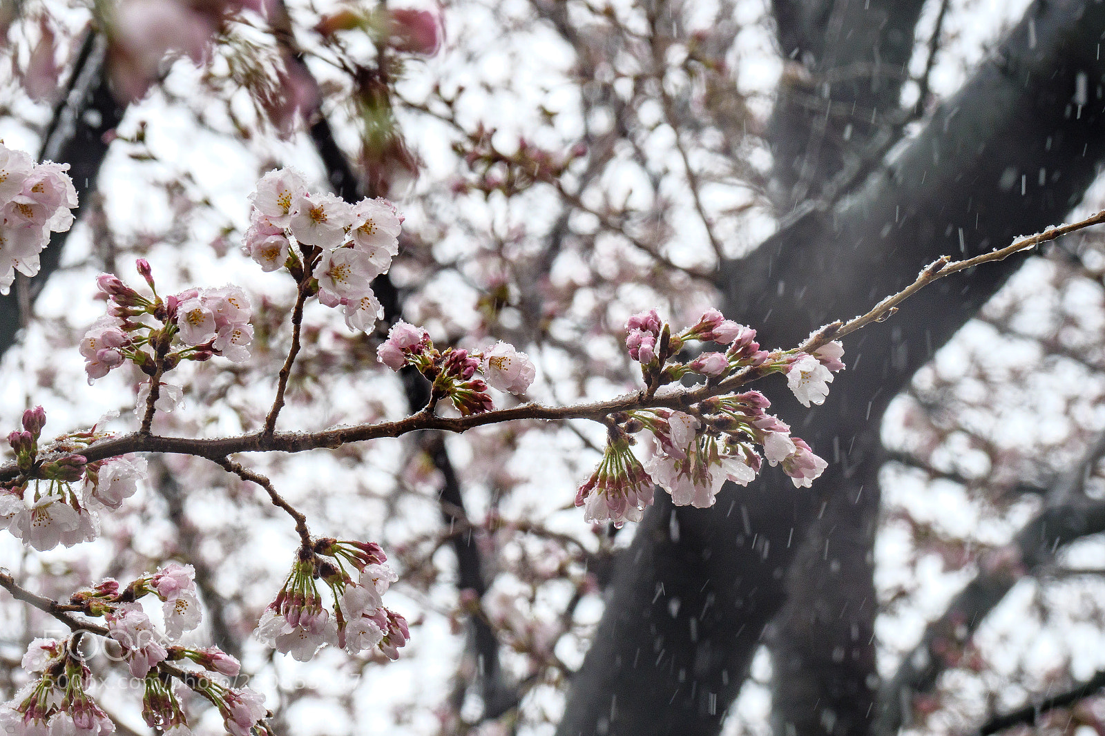Panasonic Lumix DC-G9 sample photo. Cherry blossom in snow photography