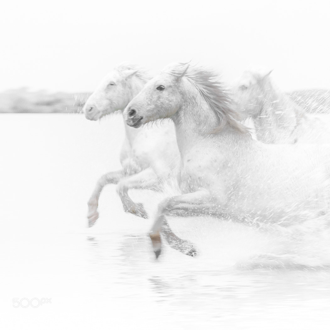 Nikon D7500 sample photo. High key horses photography