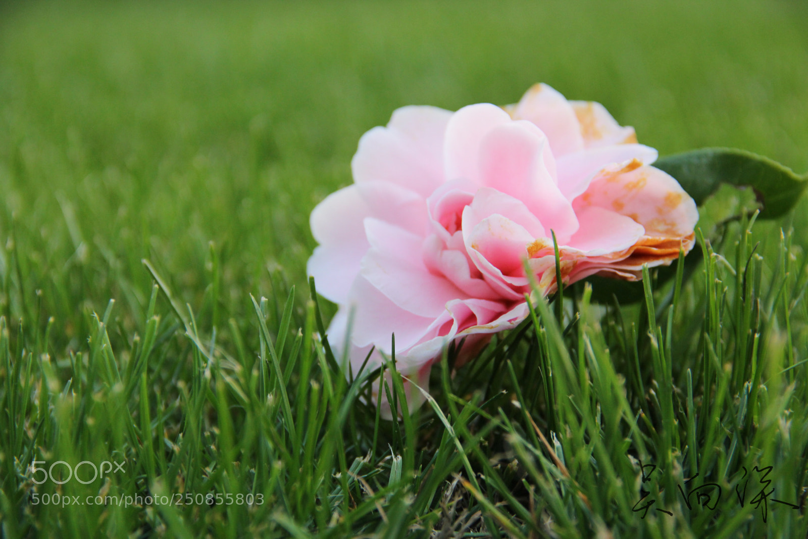 Canon EOS 60D sample photo. 上海中医药大学春景 photography