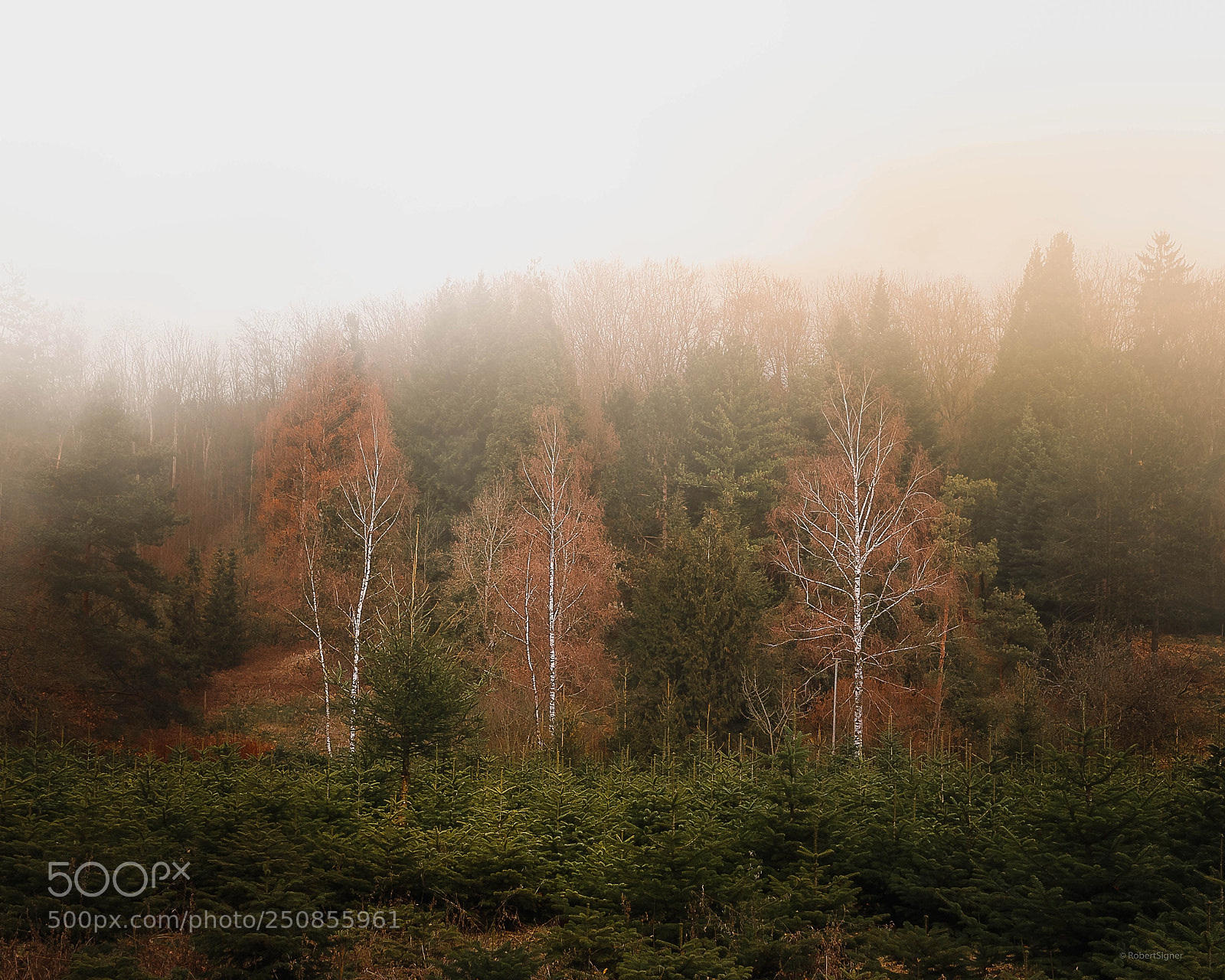 Sony SLT-A77 sample photo. Birches in the mist photography