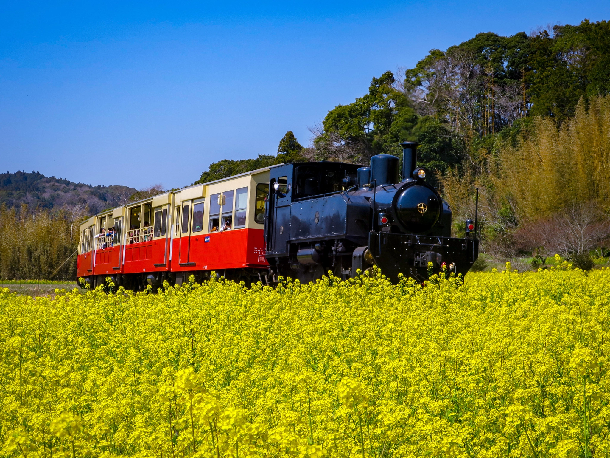 Canon PowerShot S120 sample photo. Trolley train going on canola flower field photography