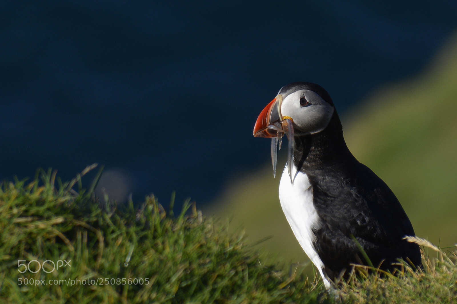 Nikon D7100 sample photo. Puffin photography