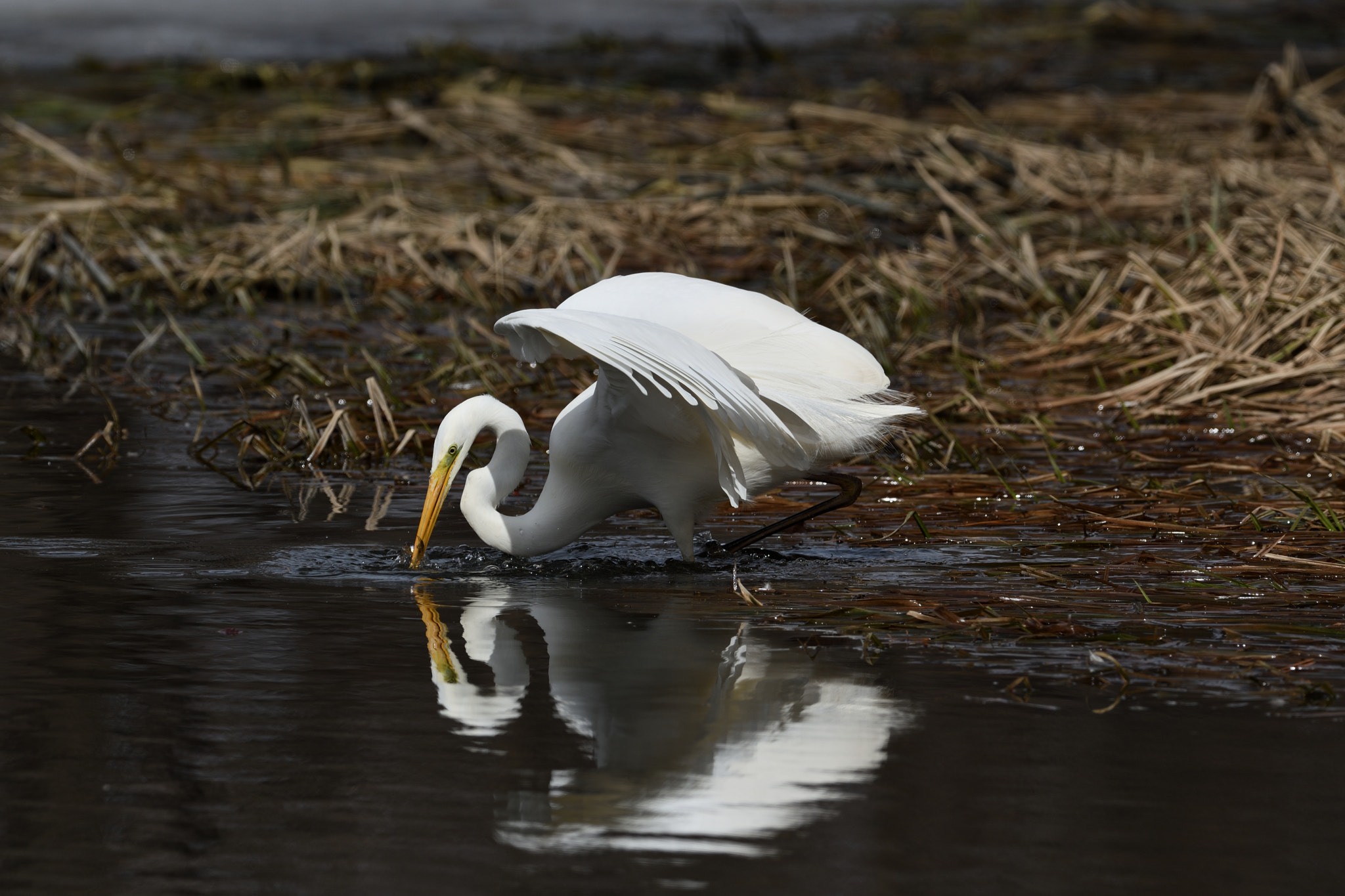 Nikon AF-S Nikkor 500mm F4G ED VR sample photo. Great egret photography