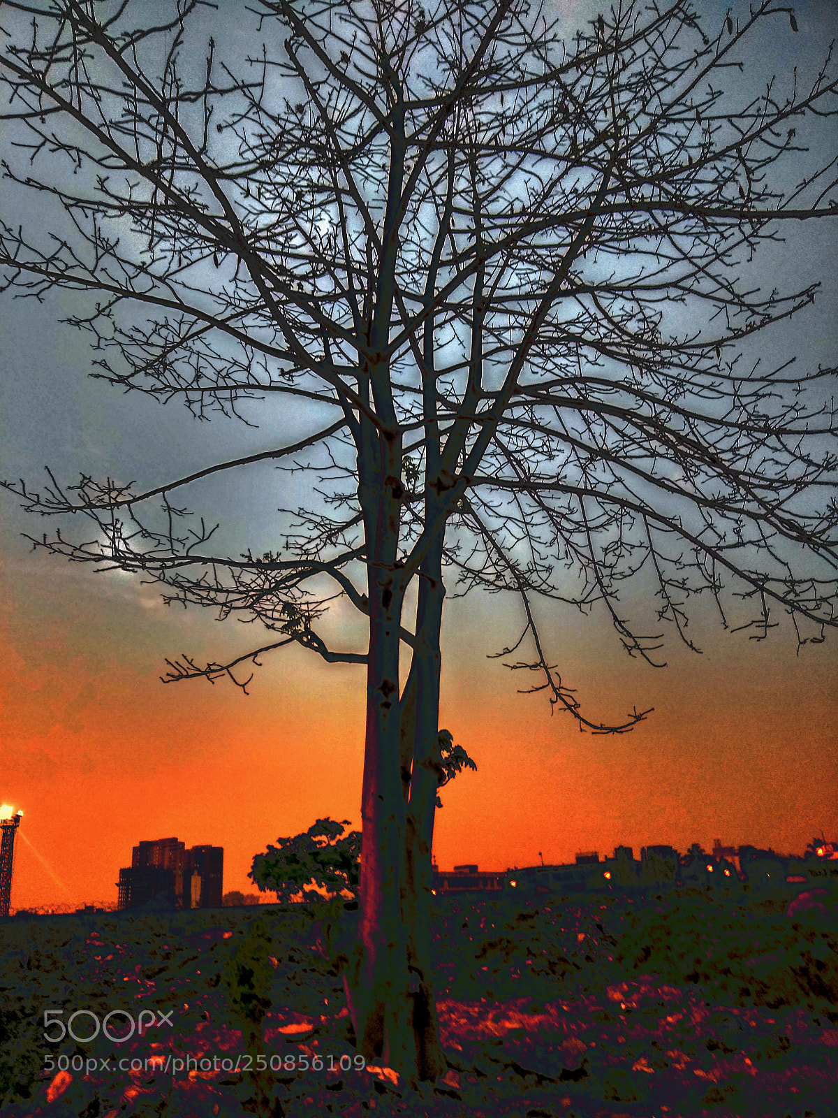 Xiaomi Redmi Note 4 sample photo. Tree sunset photography