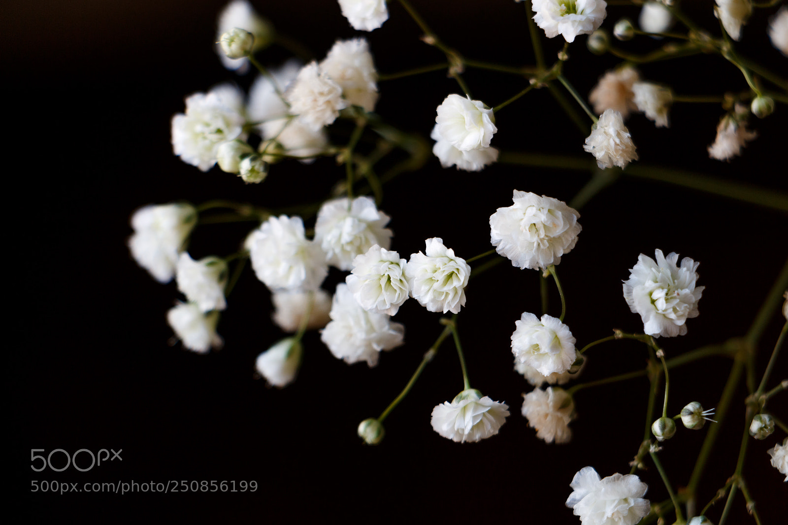 Canon EOS 70D sample photo. Baby's breath photography