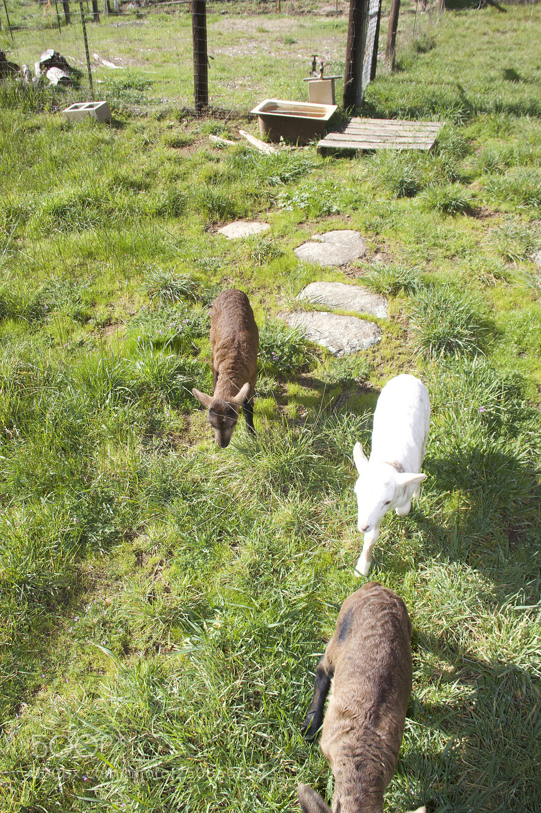 Canon EOS 60D sample photo. Img photography