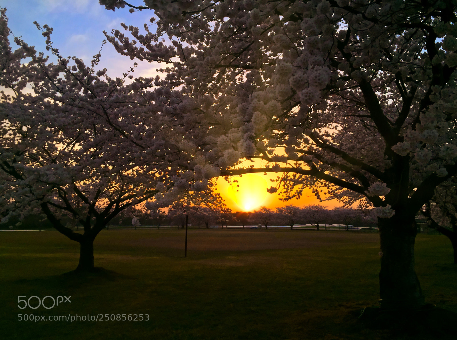 Apple iPhone 6 Plus sample photo. Sakura sunset photography