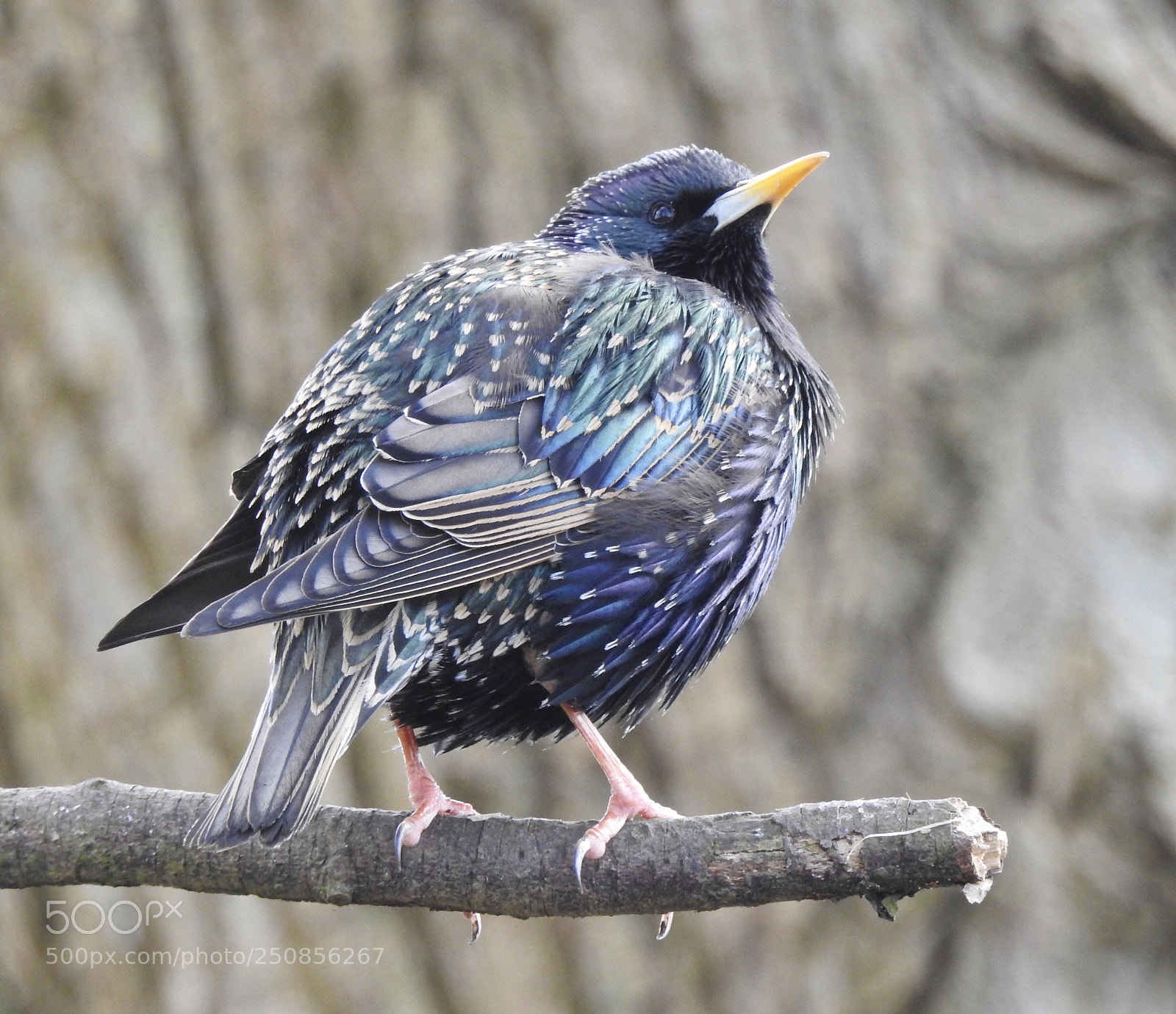 Nikon Coolpix P900 sample photo. Starling 
spreeuw photography