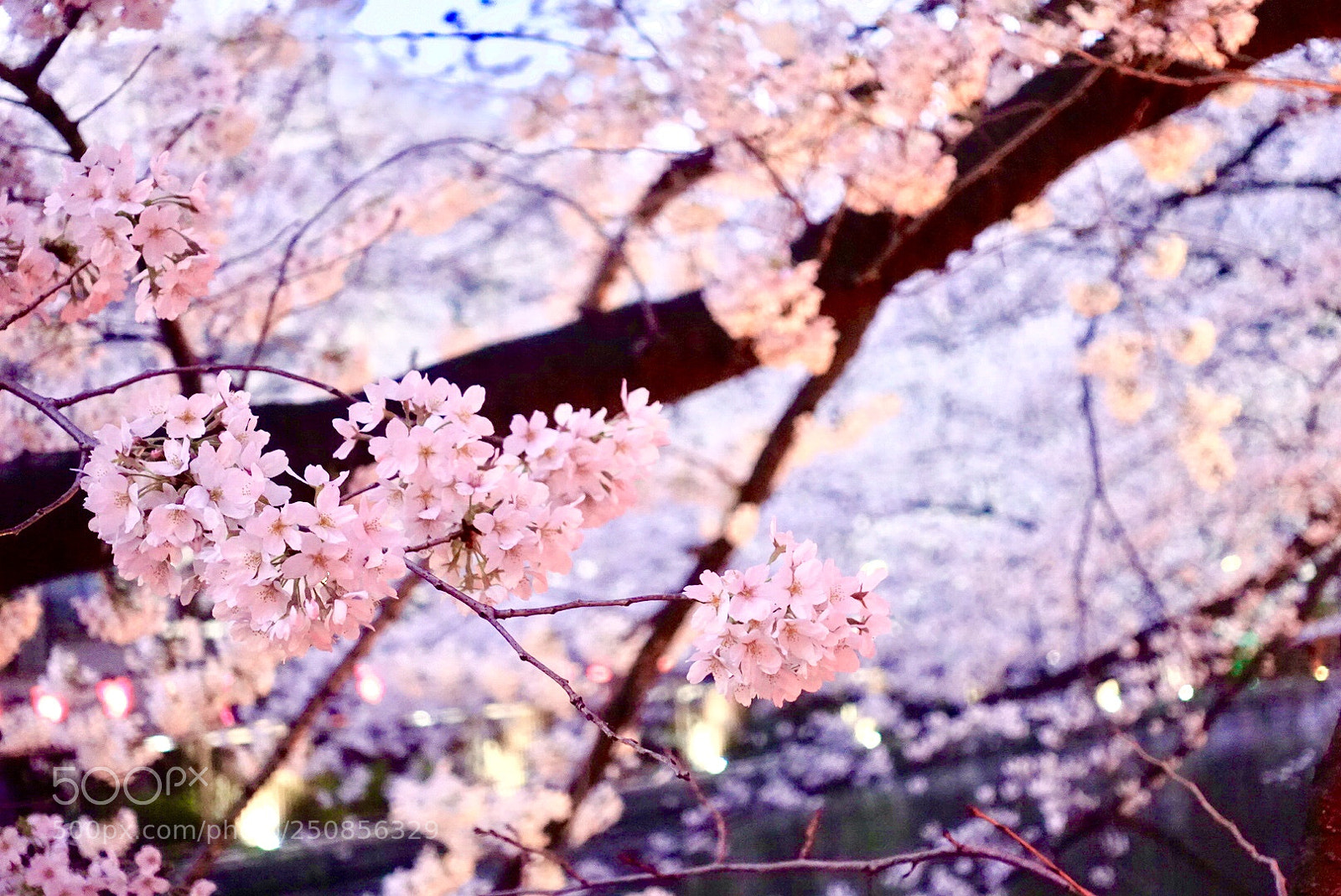 Sony DSC-RX100M5 sample photo. Untitled photography