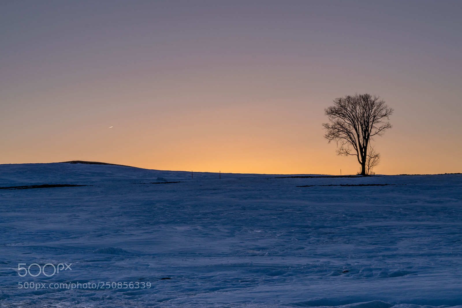Nikon D5300 sample photo. Sunset tree photography