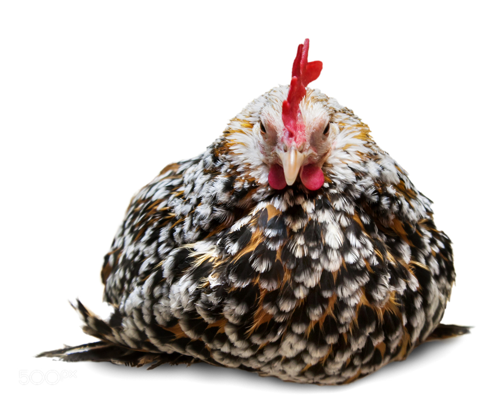Canon EOS 50D sample photo. Chicken isolated on a photography