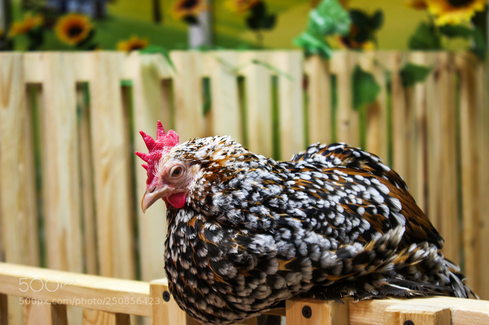 Canon EOS 50D sample photo. Chicken in chicken coop photography