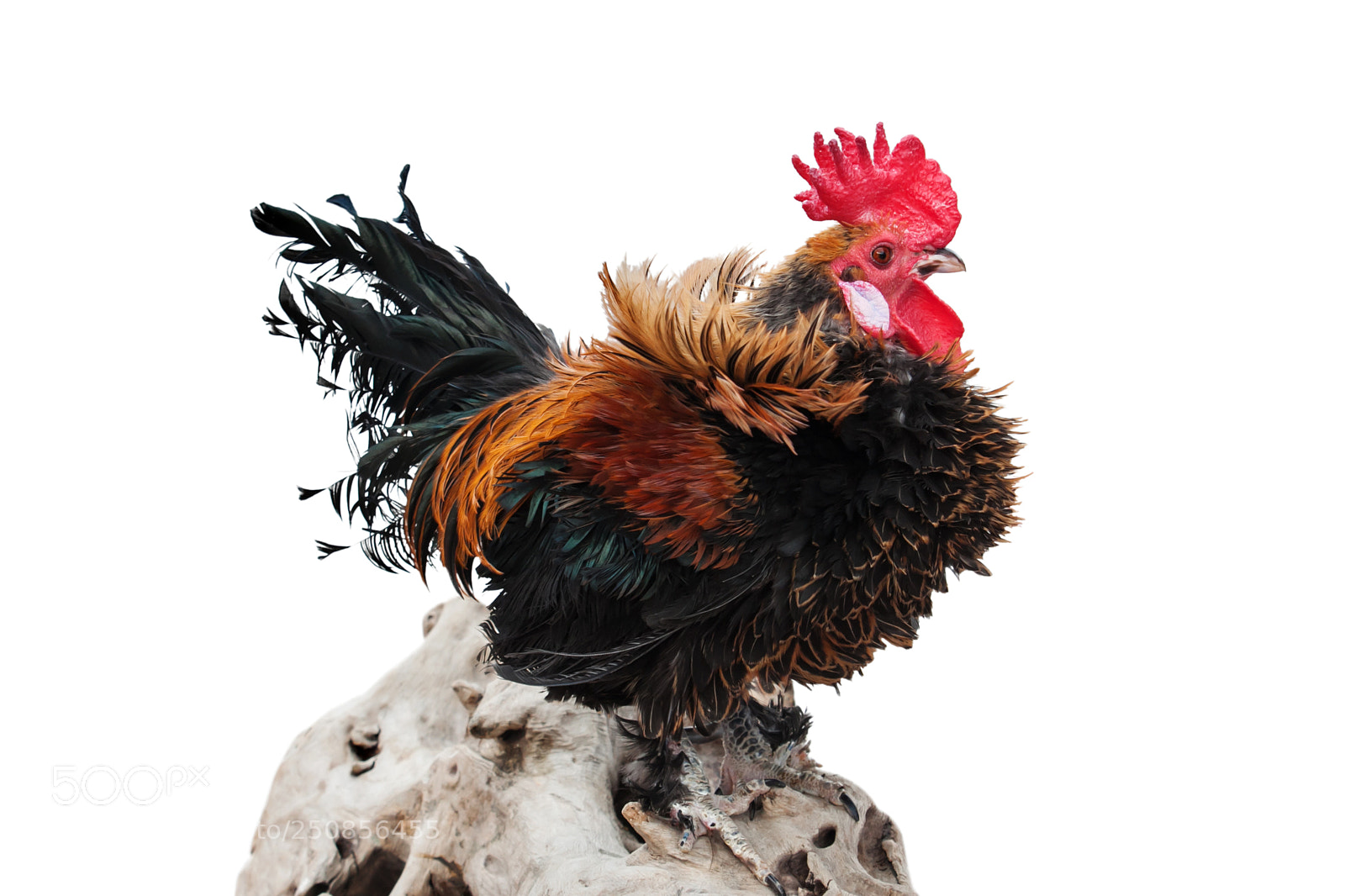 Canon EOS 50D sample photo. Cock in the hen photography