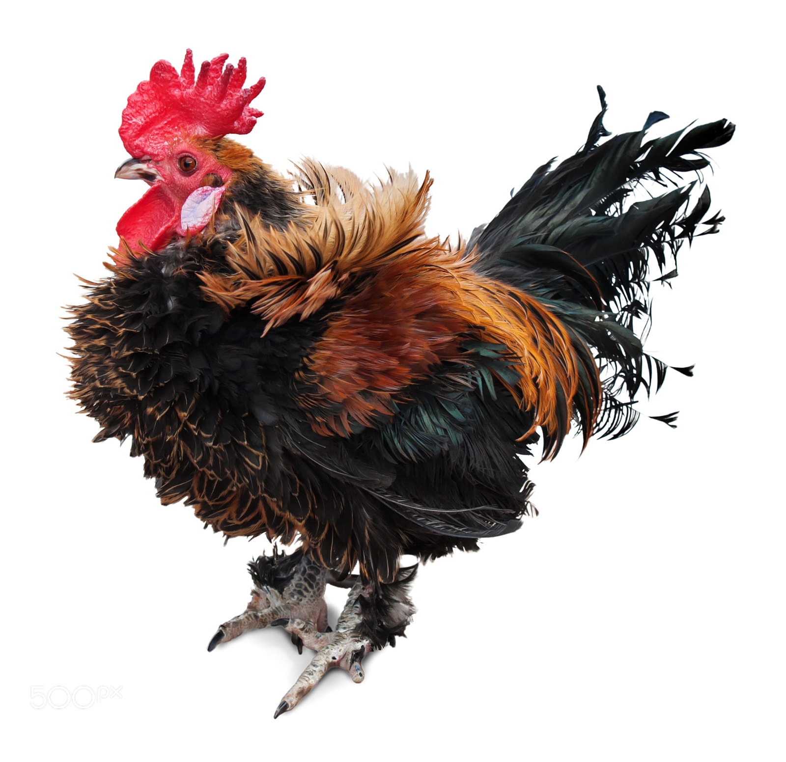 Canon EOS 50D sample photo. Cock in the hen photography