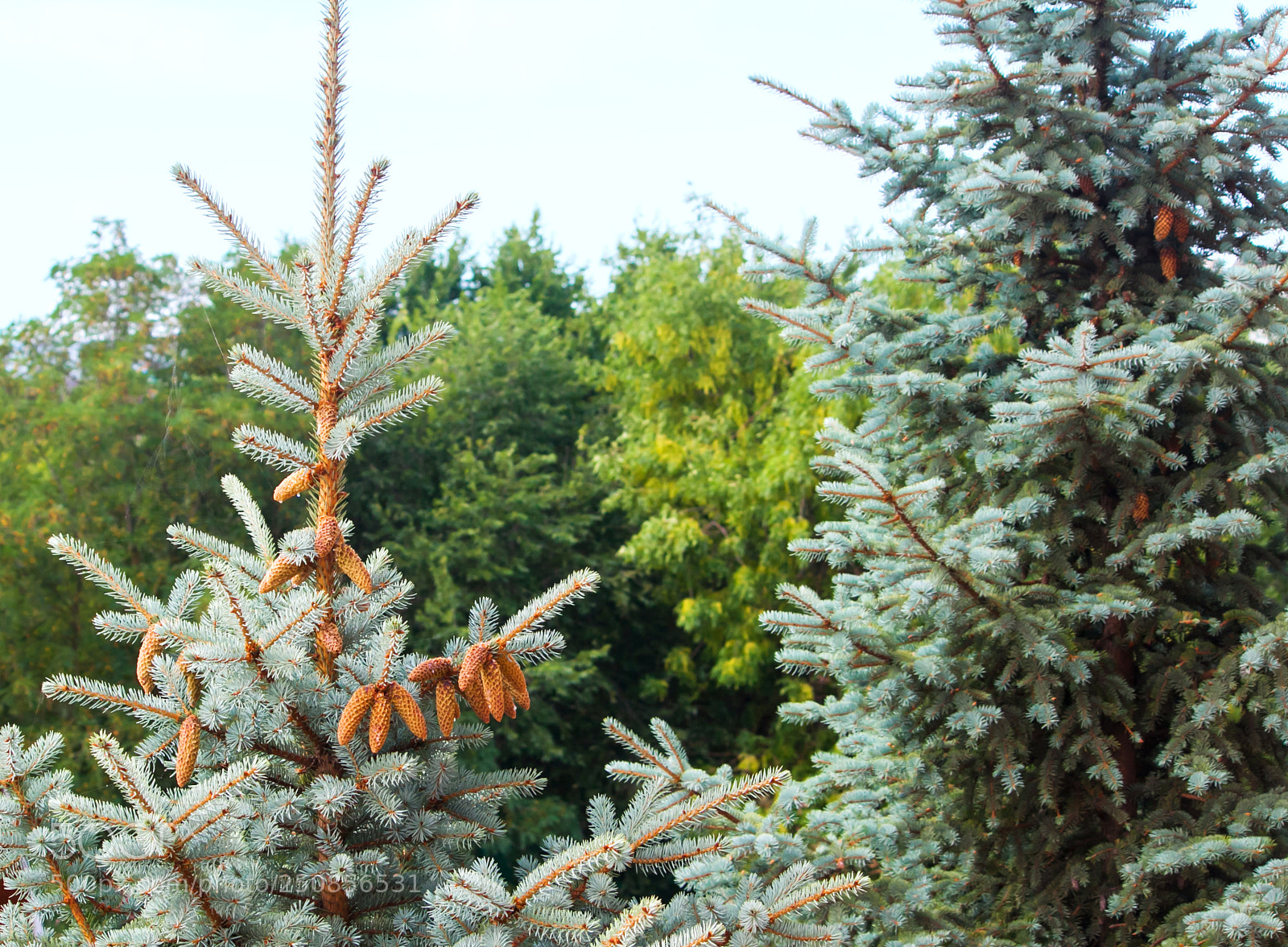 Canon EOS 50D sample photo. Spruce. pine tree or photography