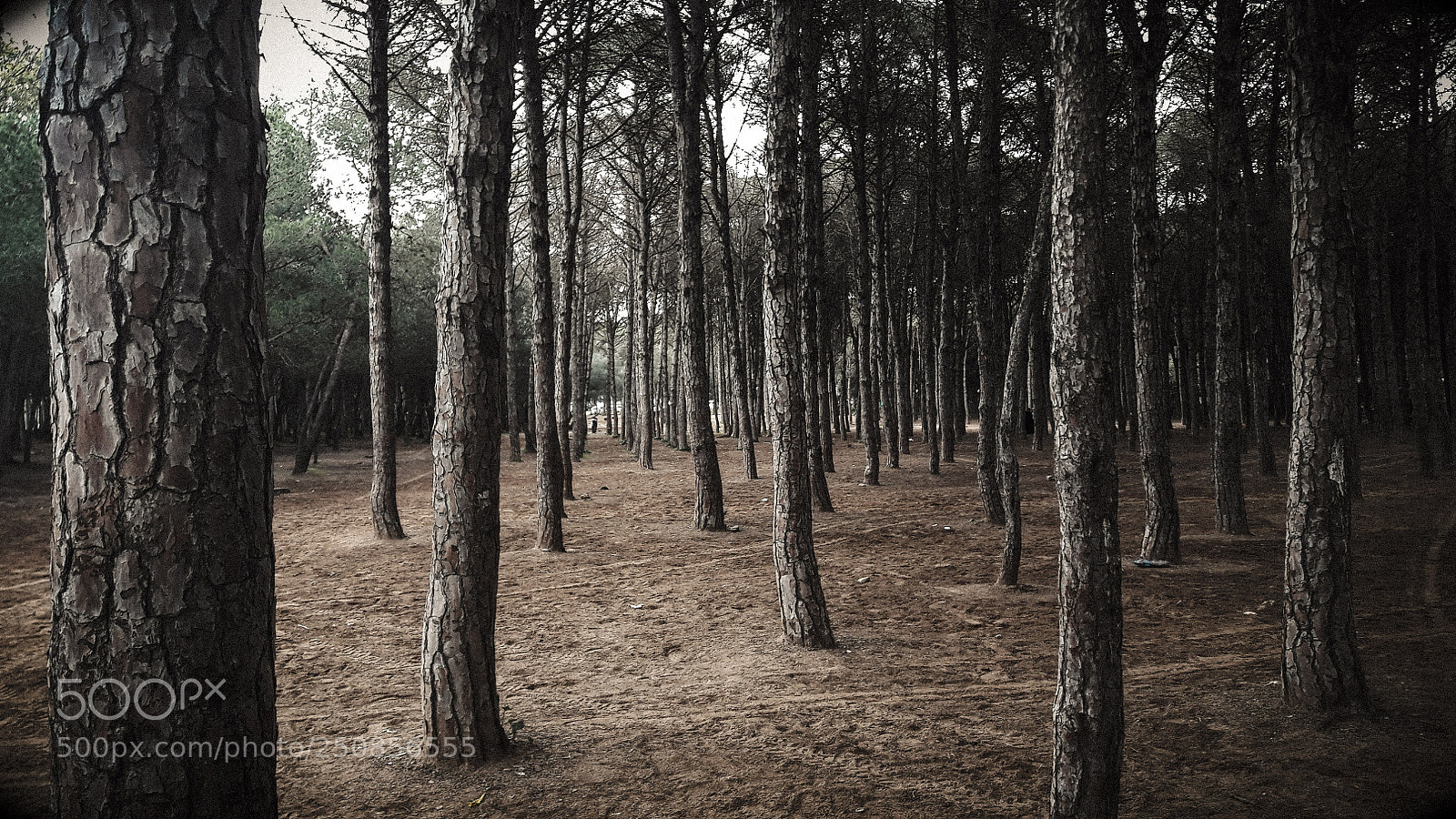 Samsung Galaxy A5(2016) sample photo. Woods photography