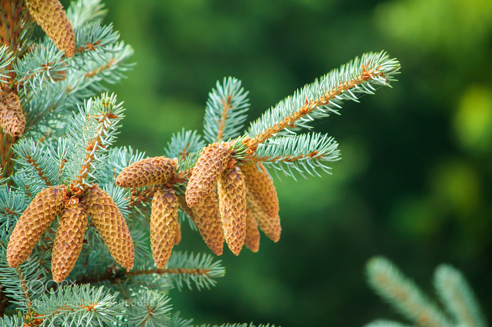 Canon EOS 50D sample photo. Spruce. pine tree or photography