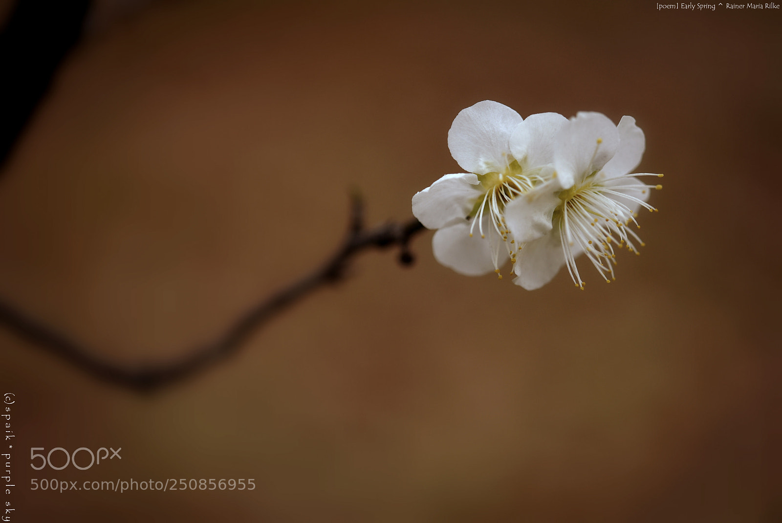 Nikon AF-S Micro-Nikkor 60mm F2.8G ED sample photo. Early spring *** photography