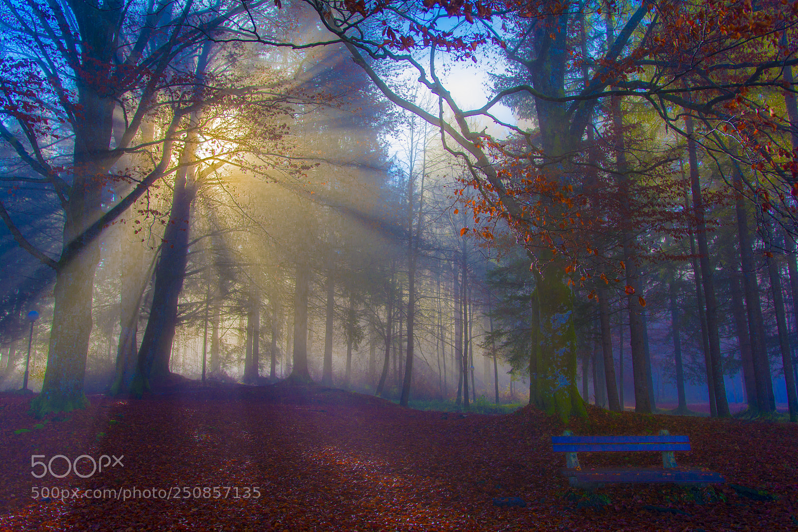 Nikon D7100 sample photo. Misty morning sunrise photography