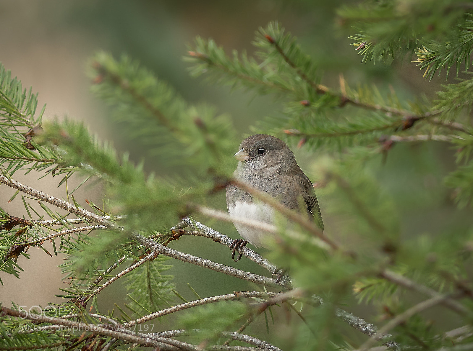 Nikon D500 sample photo. Dark-eyed junco photography
