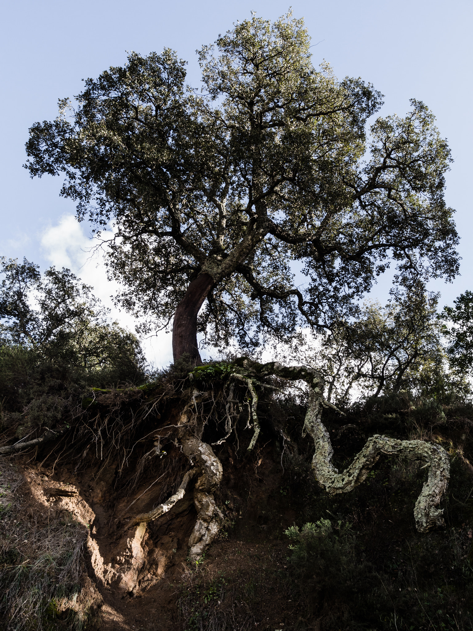 PENTAX RICOH IMAGING PENTAX MX-1 sample photo. Cork oak (quercus suber) photography