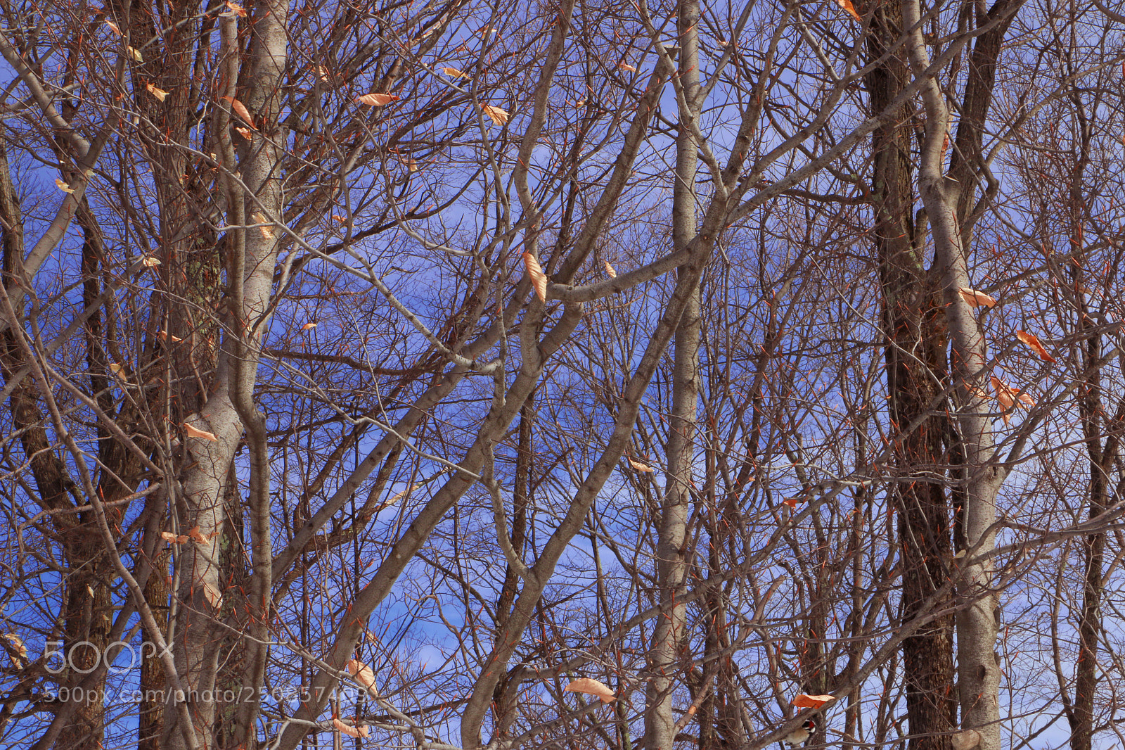Canon EOS 70D sample photo. Orange leaf photography