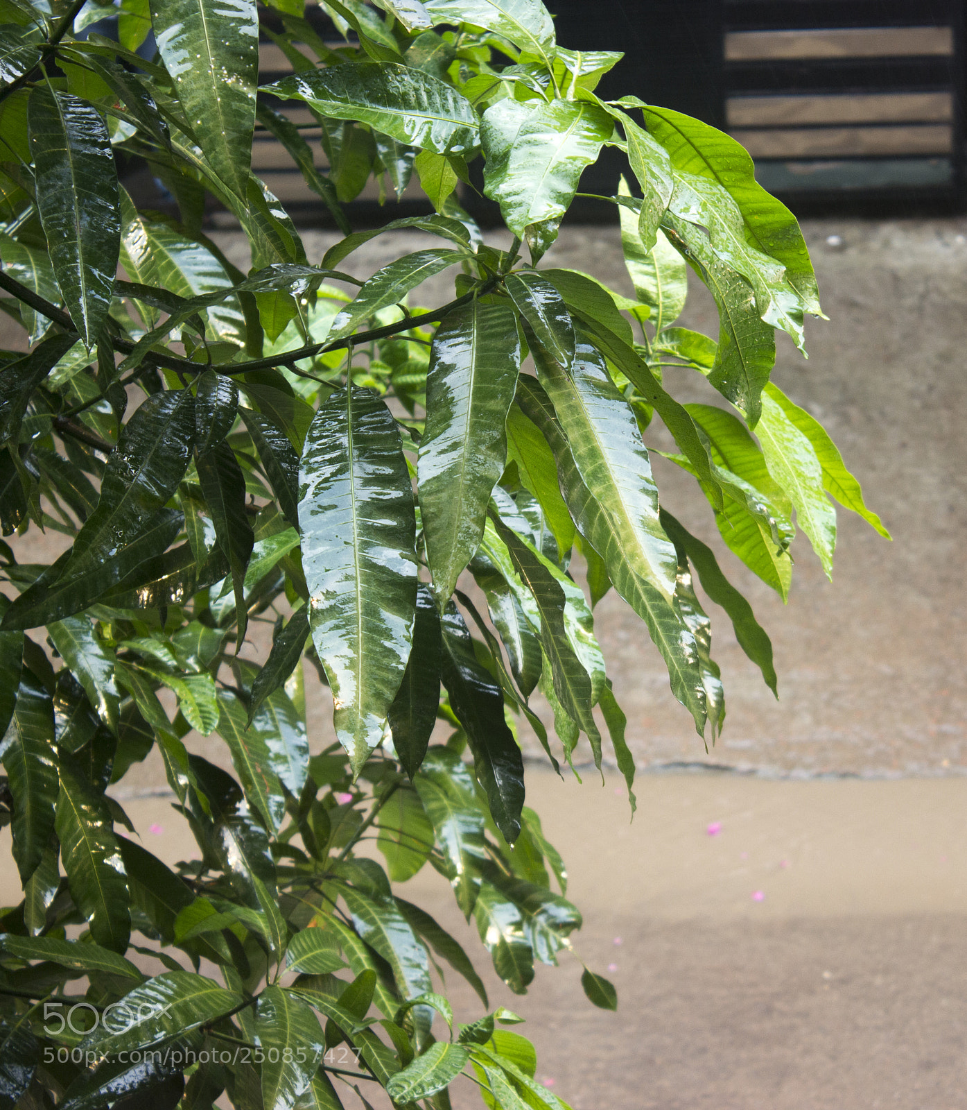 Canon EOS 600D (Rebel EOS T3i / EOS Kiss X5) sample photo. Rain on the leaf photography