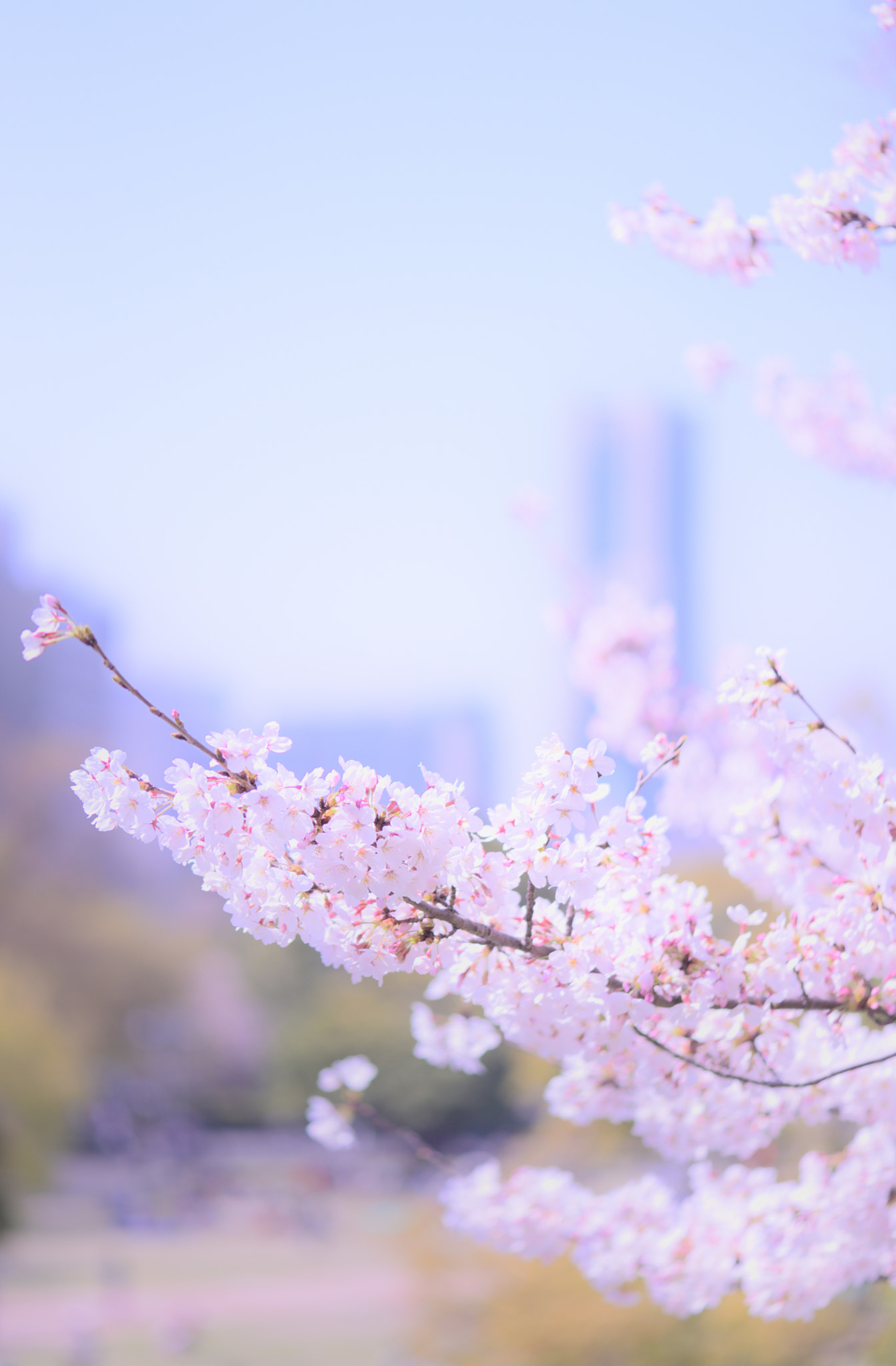 Nikon AF-S Micro-Nikkor 105mm F2.8G IF-ED VR sample photo. Harugasumi photography