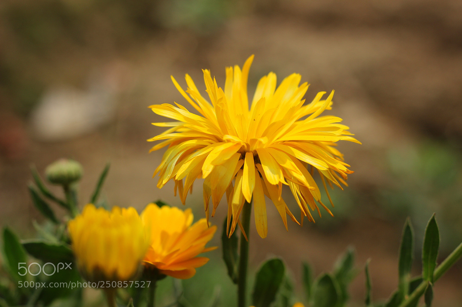 Canon EOS 600D (Rebel EOS T3i / EOS Kiss X5) + Canon EF 50mm F1.8 STM sample photo. Macro photography
