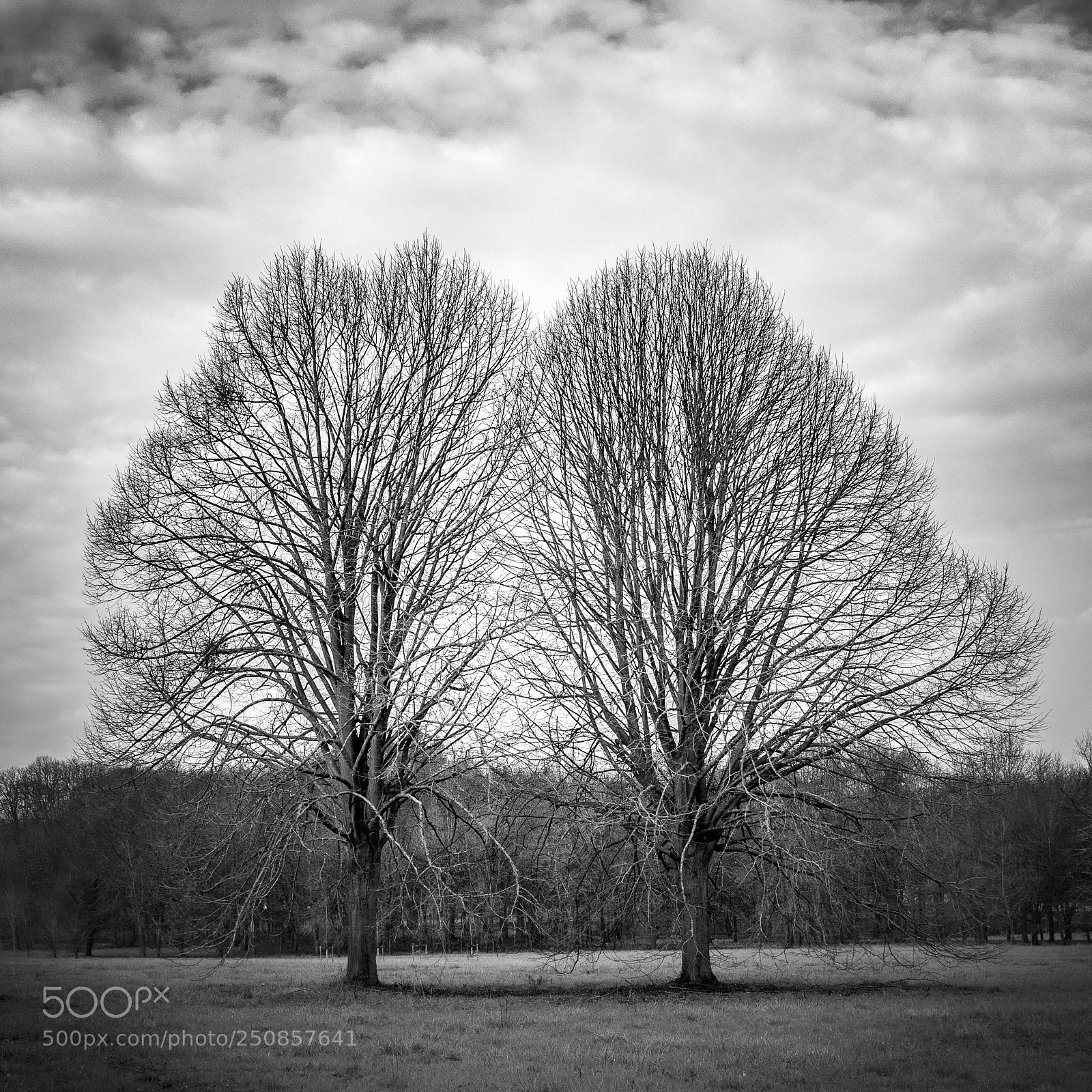 Nikon D500 sample photo. Les jumeaux! photography
