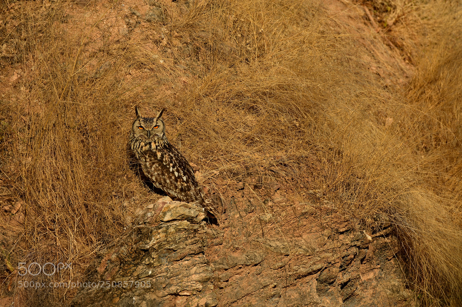 Nikon D7200 sample photo. Owl photography